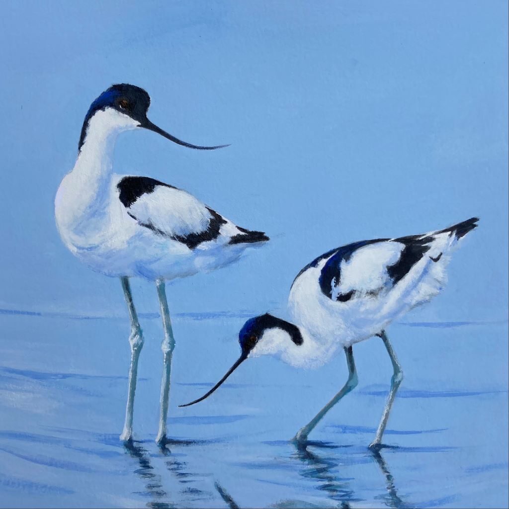 Avocets by Chris Lewis