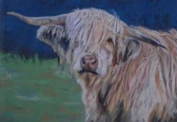 Highland Cow by Christine Dear