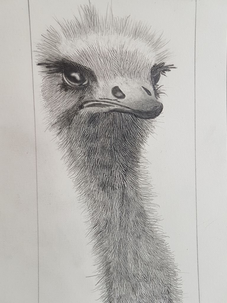 Ostrich by Mike Booth