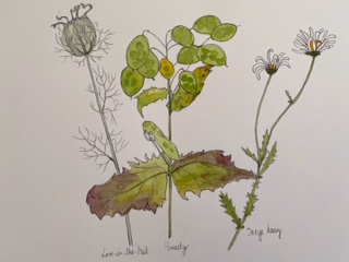 Plants sketch by Ros Croft