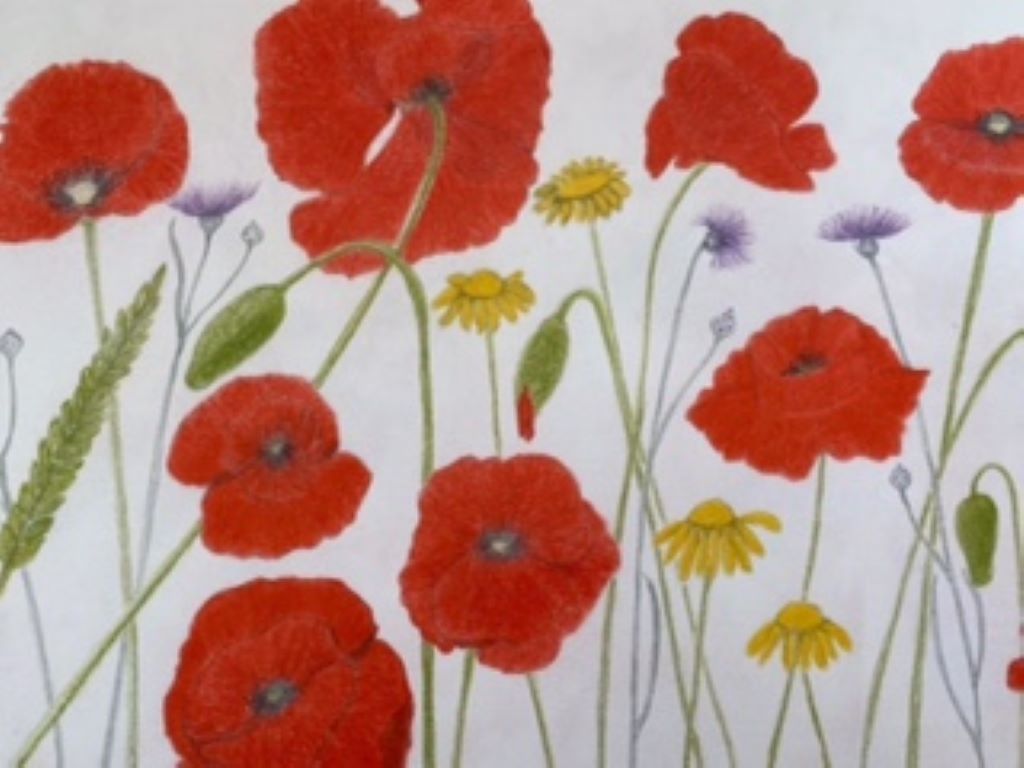 Poppies sketch by Ros Croft