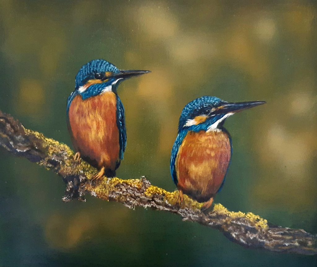two kingfishers on a moss covered branch