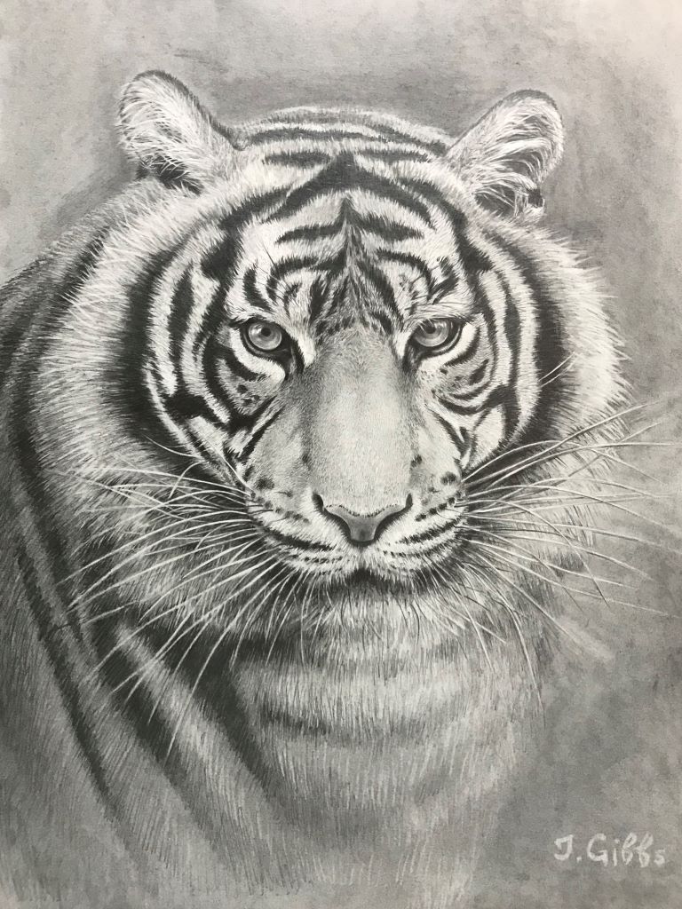 Tiger 1 by Jenny Gibbs